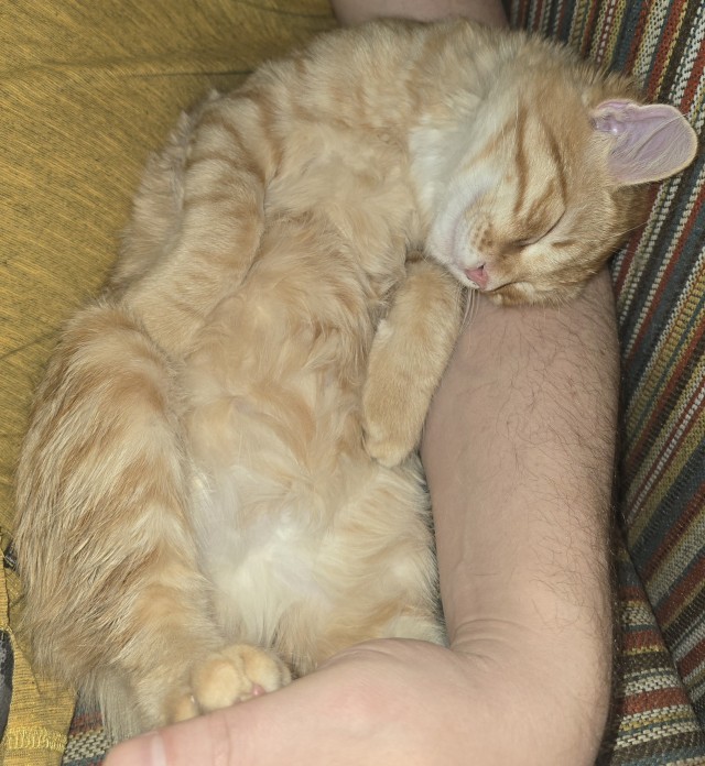 Добрый мужик приютил двух котят⁠. Ну как приютил, у него выбора не было просто