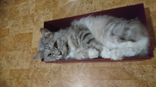 Как объяснить коту что...