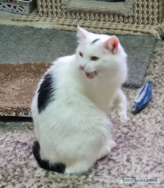 Котиков Вам в ленту