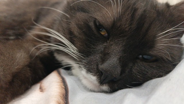 Кот шёл по улице