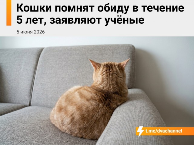 Учёные выяснили, что кошки помнят обиду пять лет
