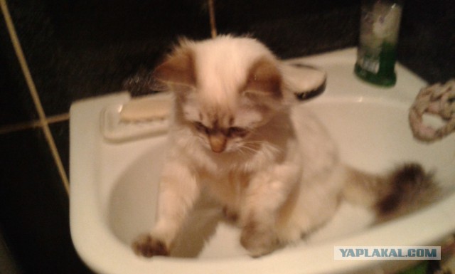 Котовторник  25.03.2014