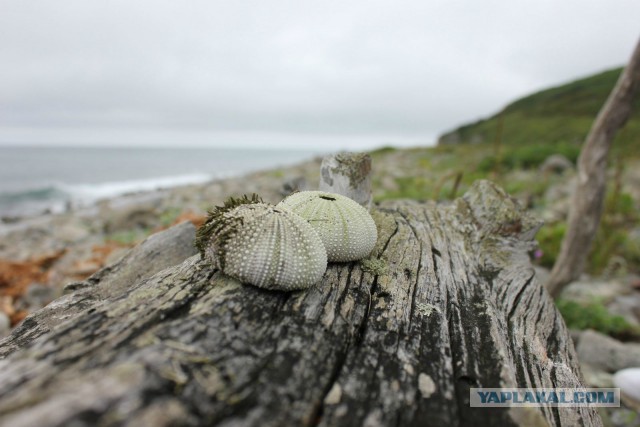 Природа Приморского края