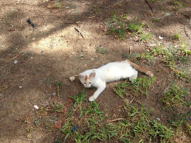 Котовторник   15.04.2014