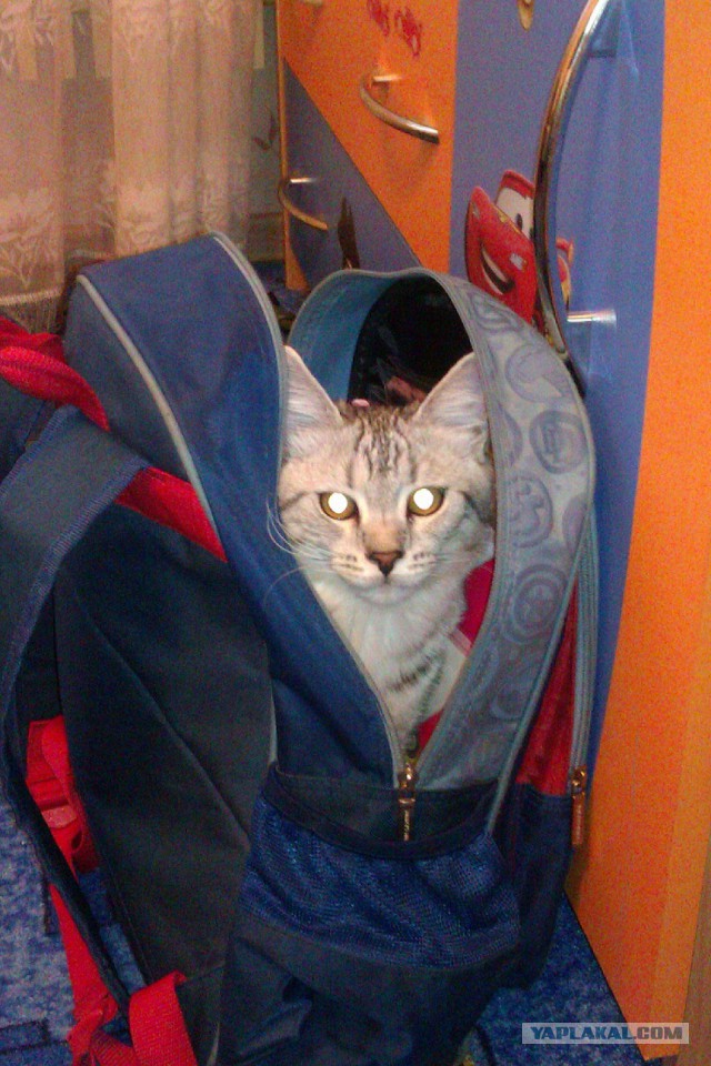Котовторник 20.05.2014