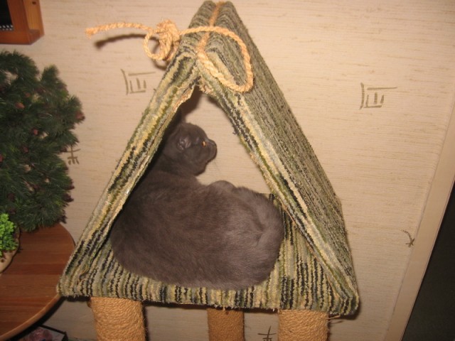 Дом для кота на скорую руку