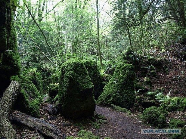 Puzzlewood - загадочный лес (19 фото)