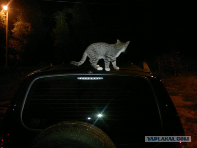 Котовторник 21.10.2014