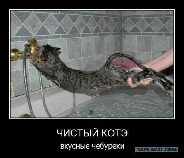 Помыл кота. Думаю, сегодня будет моя казнь
