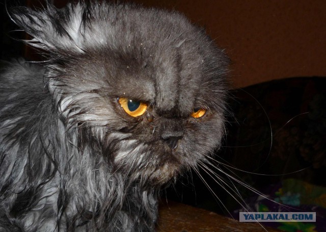 Котовторник 24.03.2015