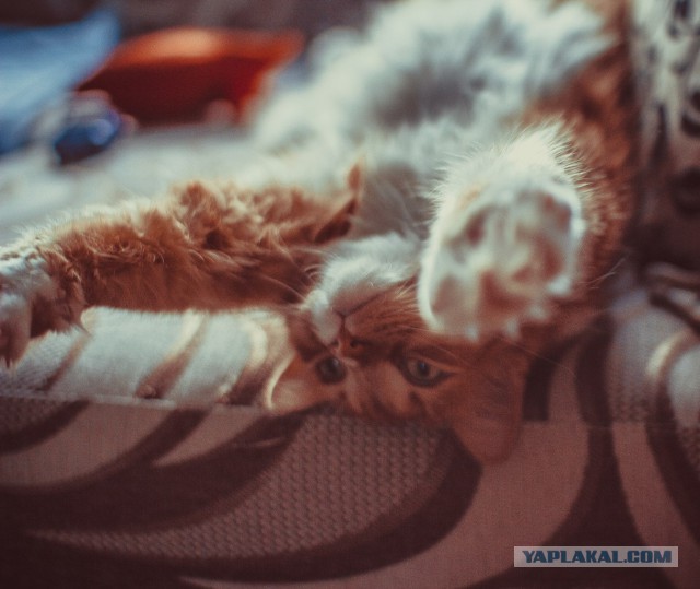 Котовторник 20.10.2015
