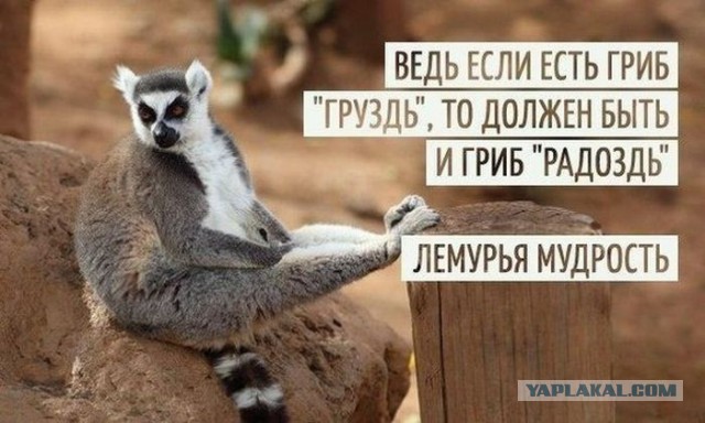 Прикольные картинки