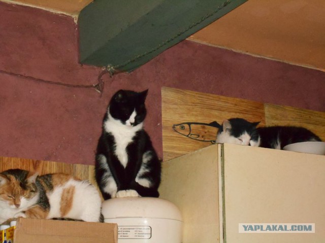 Жизнь домашнего приюта для котеек 92