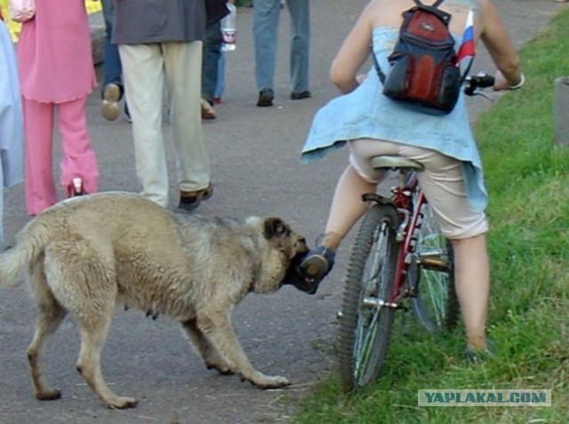 Этот огромный хаски старался быть невозмутимым
