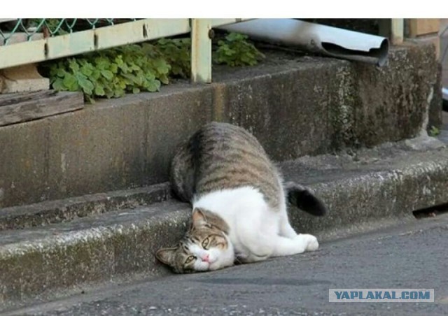 Пост невероятной кошачьей красоты. 25 фот.