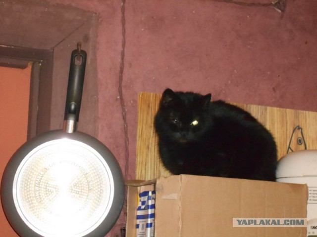 Жизнь домашнего приюта для котеек 95