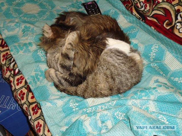 Мой личный котоленд 9