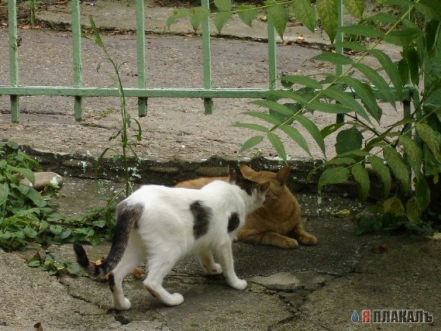 Сочинские КАШАКИ!!!