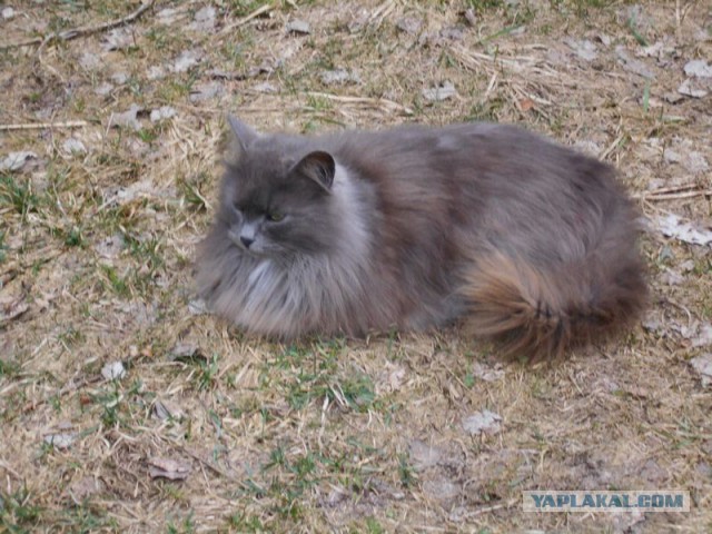 Жизнь домашнего приюта для котеек 108