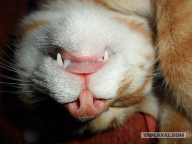 Кото-вторник 24 Мая 2016го :)