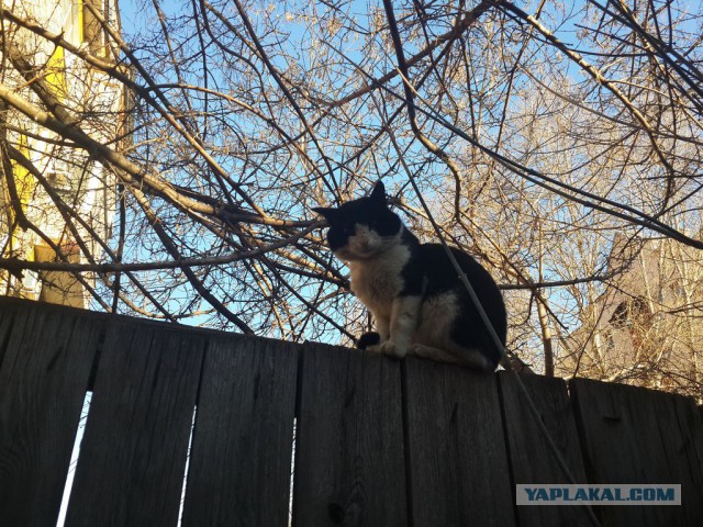 Кошки, которых я встретил на своем пути:)