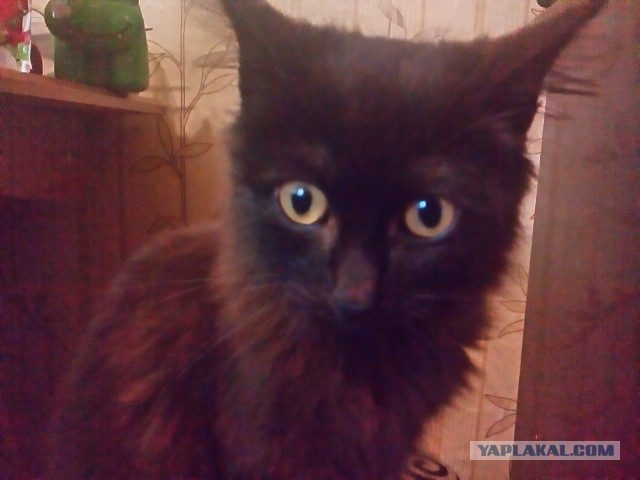 Котовторник 07.06.2016