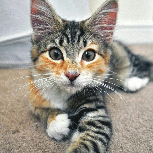 Коты и Кошки