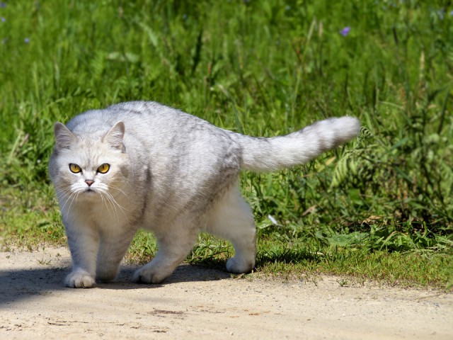 Коты и Кошки