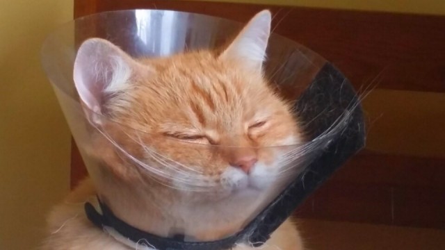 Коты и Кошки