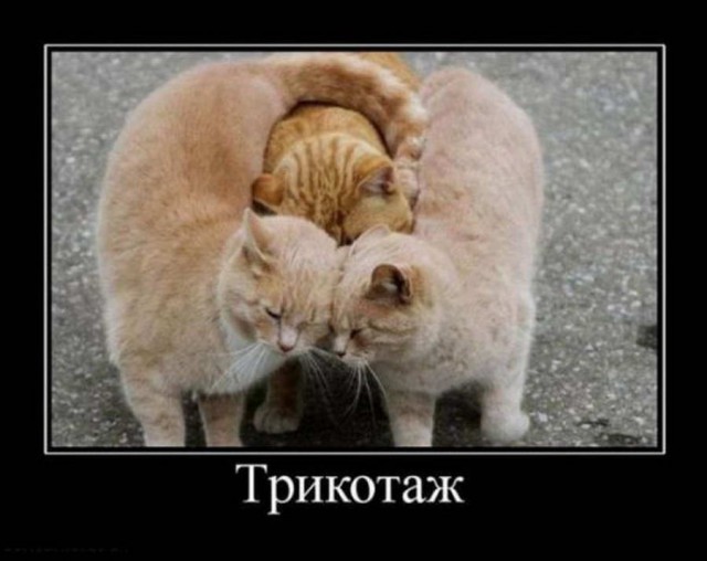 Коты и Кошки