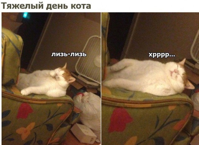 Коты и Кошки