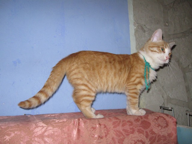Коты и Кошки