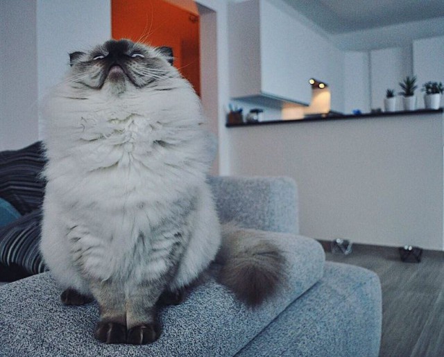 Коты и Кошки