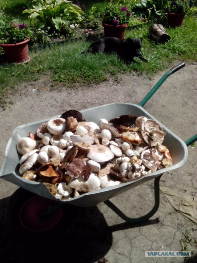 А у нас начало грибного сезона