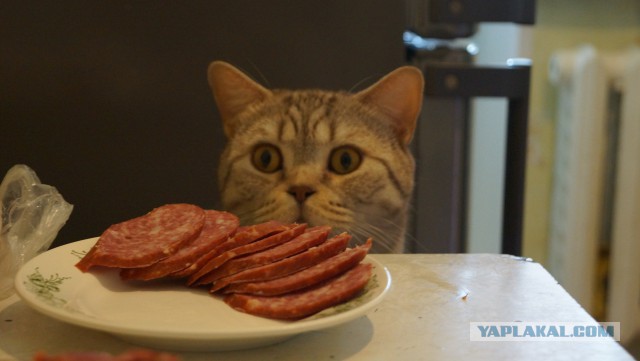 Котовторник 9.01.2018