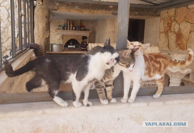Кошачий приют в Алеппо
