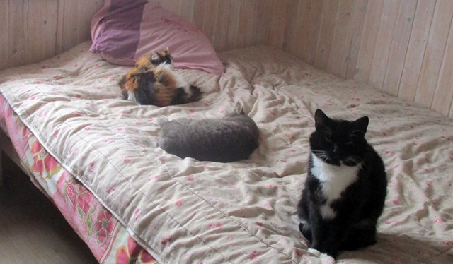 Котовторник 20.03.2018