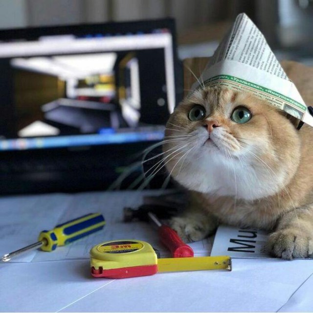 Прикольных котов пост