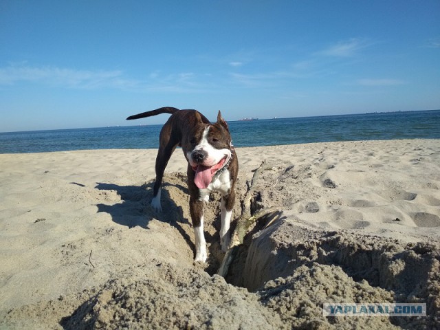 Жили-были той и стаф…