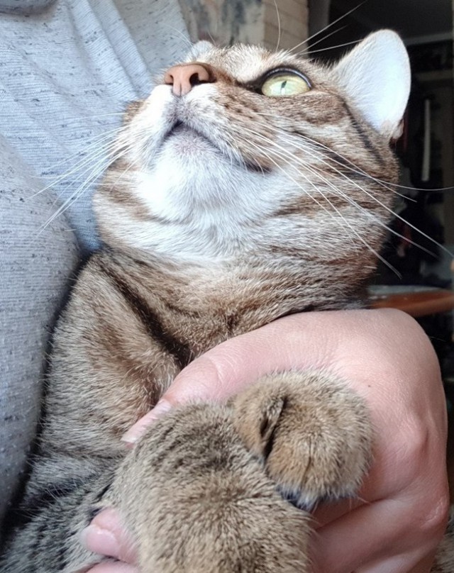 Котовторник 29.5.18