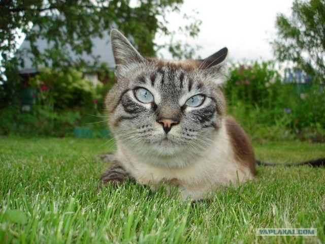 Уррааа! Котовторник на ЯПлакалъ!