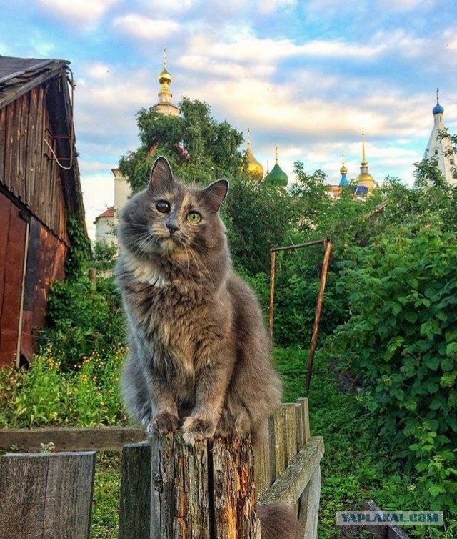 Подборка интересных и веселых картинок