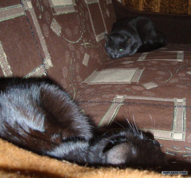 Котовторник 1.02.2011