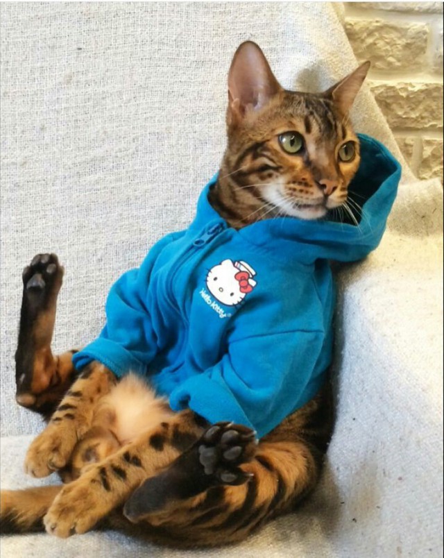 Прикольных котов пост