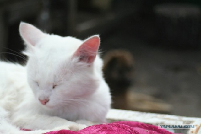 Котовторник с Кузей