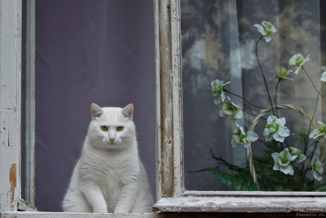 Котовторник (07.02.2012)
