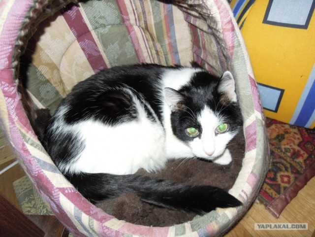 Котовторник! 13.03.2012