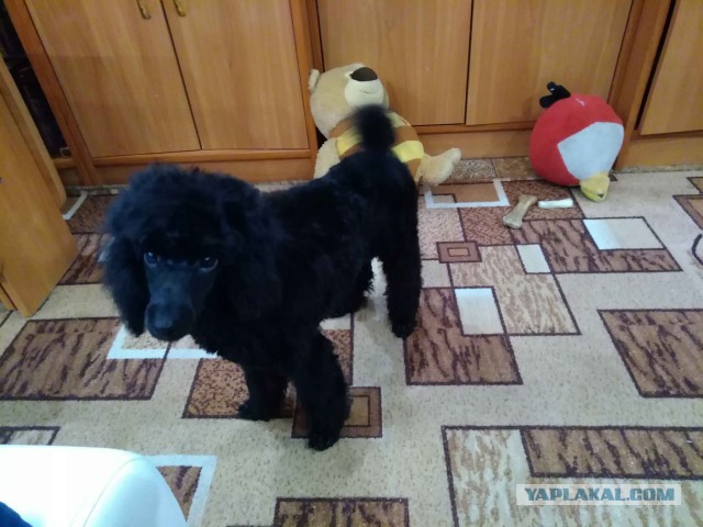 Мой собакочетверг