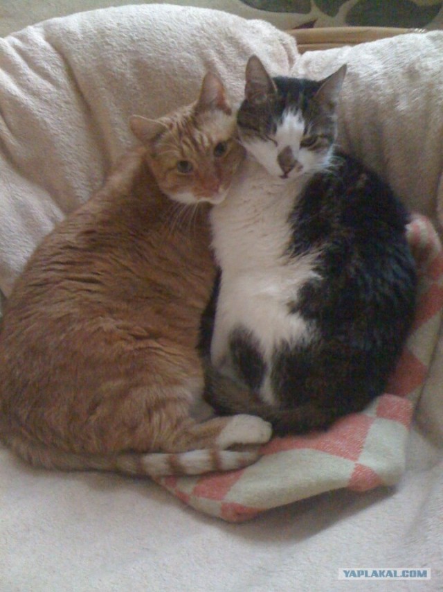 Котовторник 24.04.2012