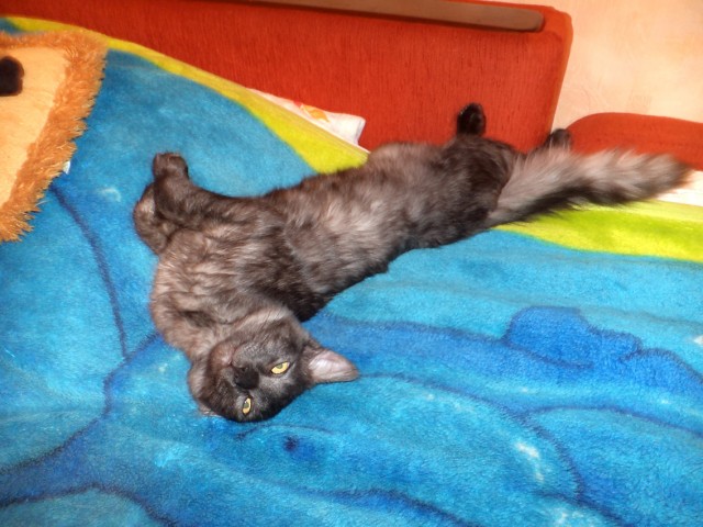 Котовторник   5.06.2012